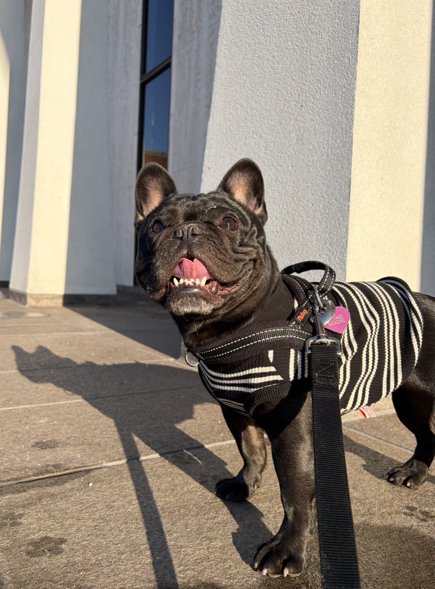 Colette the punk Frenchie tweet media