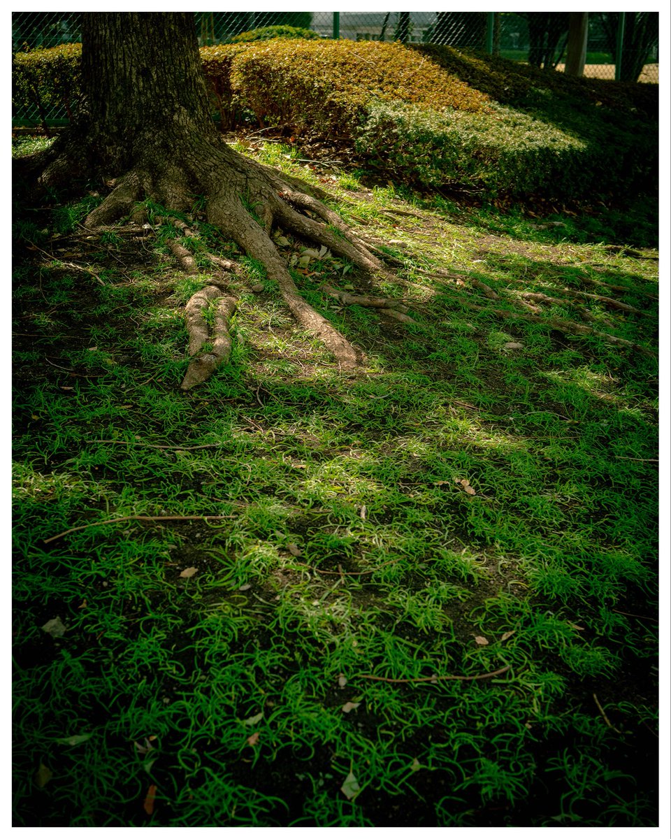cameralenstalk's tweet photo. Tokyo was warm today, and the light was beautiful.
The greenery is becoming more and more vibrant.

Shot on SIGMA FPL + DGDN45mm CONTEMPORARY 

#PhotographyLovers
#PhotoOfTheDay
#CameraGear
#InstaPhotograph 
#StreetPhotography
#SIGMA 
#ExploreWithCamera https://t.co/F3ijyjkHy4