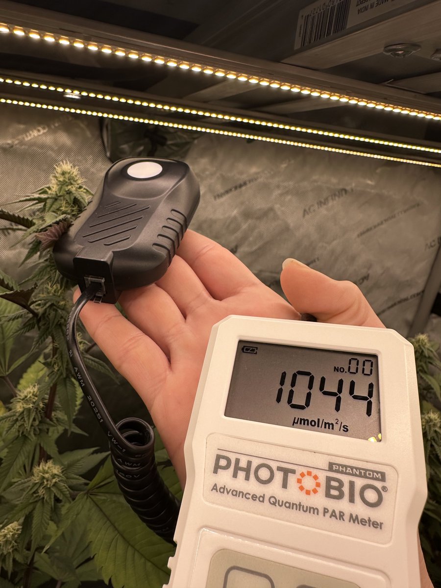 Highly Ganjanous tweet media