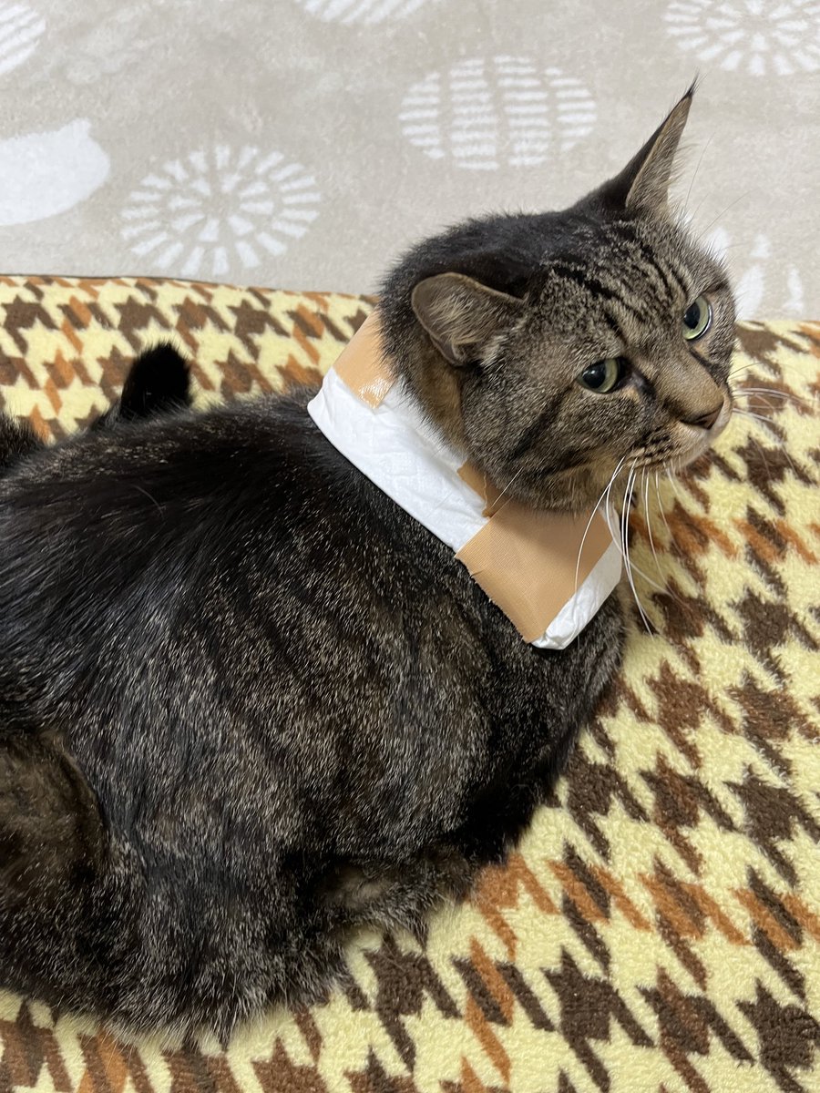 ねこじま まめたろう (@nekojima_22) / Posts / X