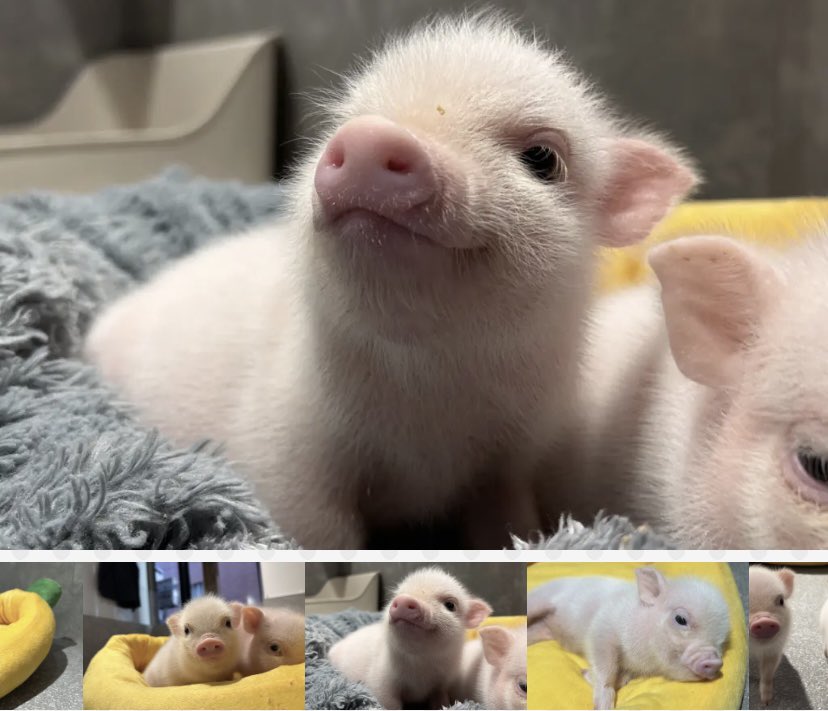 pignic【マイクロブタふれあいカフェ】 (@pignic_cafe) / Posts / X