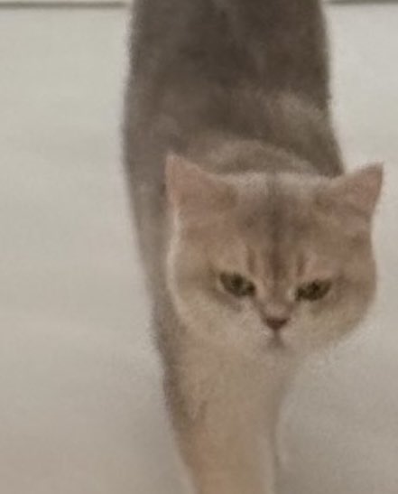 He literally carried Donut for nine months