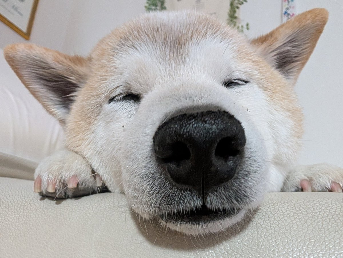 元迷い犬おじぇいは散歩していると柴犬ですよね？と言われることがある