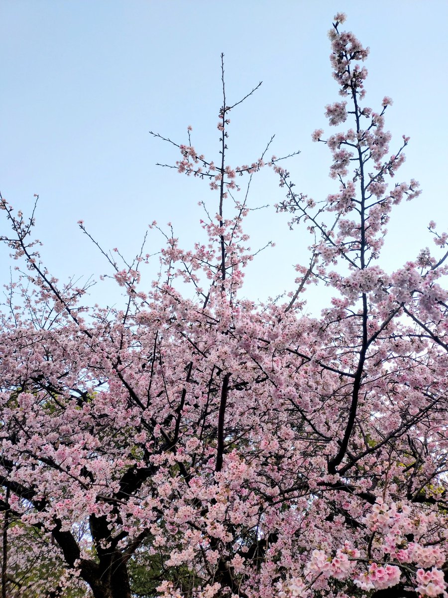 上野公園 の早咲きの桜が見頃でございます。人の少ない朝6時台の観賞が