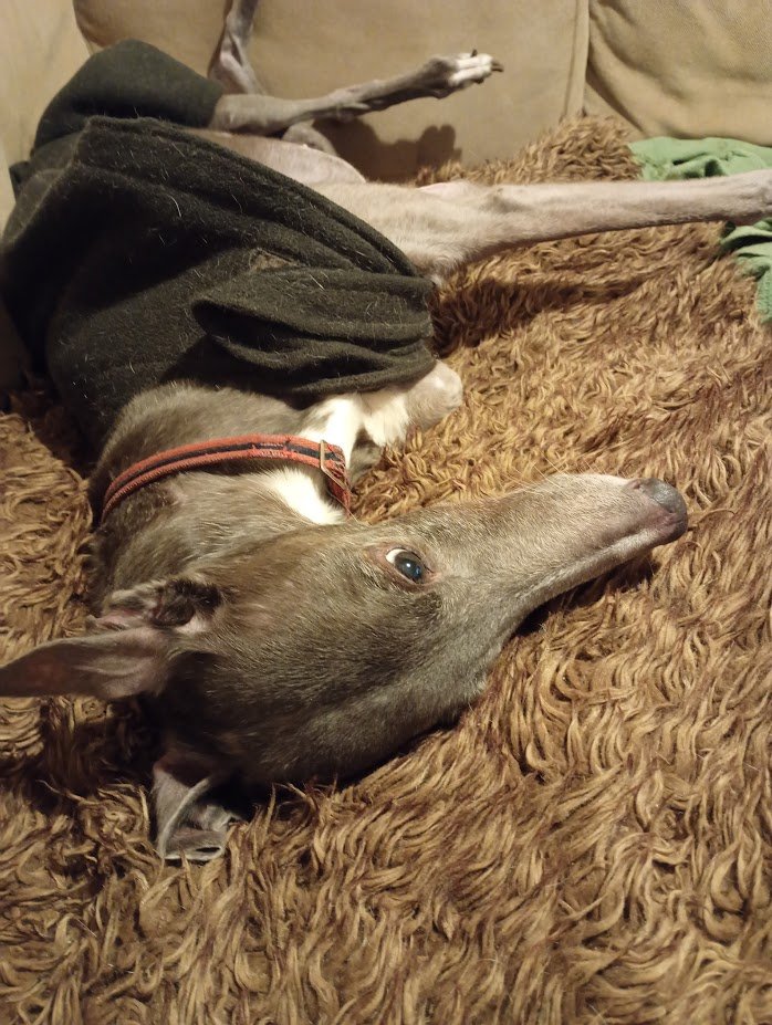 I am's 12 today !! #lilysgood