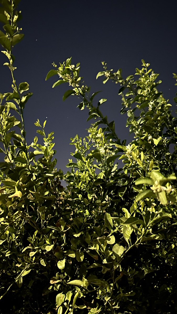 ليالي الهنا❤️‍🩹