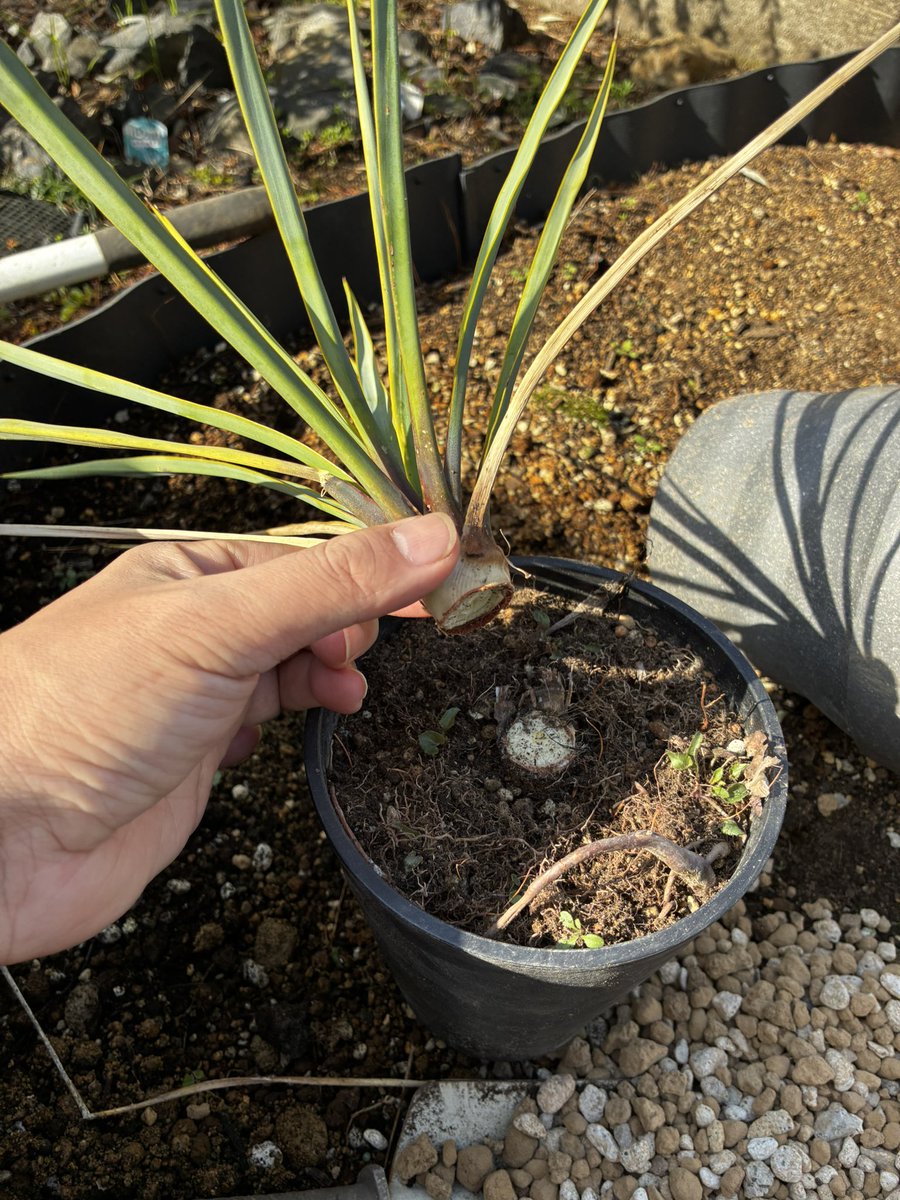 純血にして熱血のアガベラバー ハイドロ・ベアルートメリクロン・オンザゼオライト tweet media