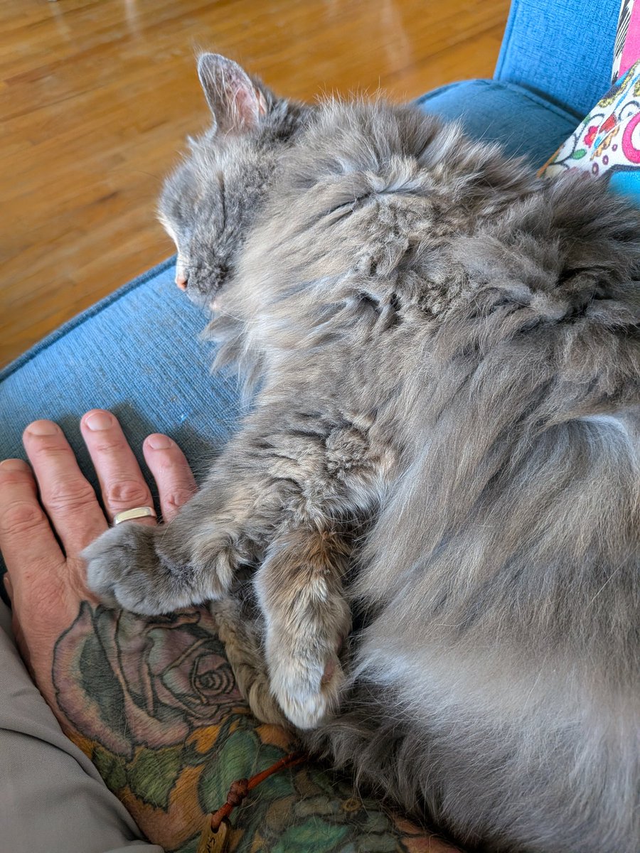 gregyvr1's tweet photo. Cat Love 😽 #catlove https://t.co/7ddcJCuRsp