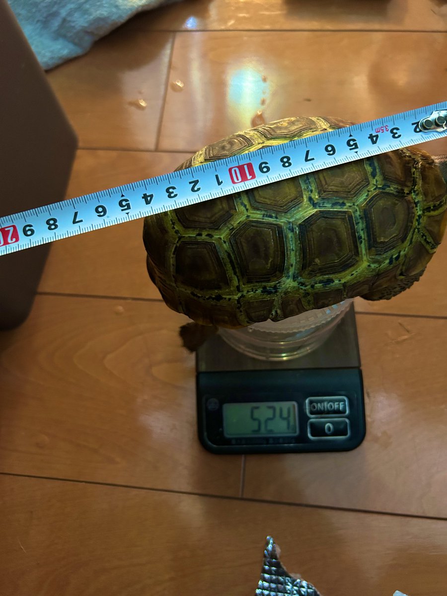 スピークだけでなく、ニシも計測してます。
コンベックスは目安にと思ったけど、写真だと遠近法の都合で逆にわかりづらいねw

♀…1380g 約19センチ
♂…524g 約15センチ

#ニシセオレガメ