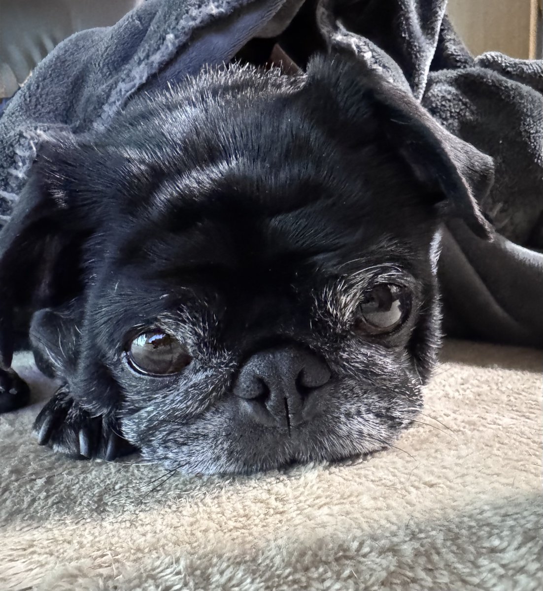 おはよう 3月ฅ🐾 #PUG #pug #パグ #黒パグ