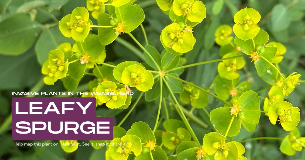 Weaselhead Society tweet media