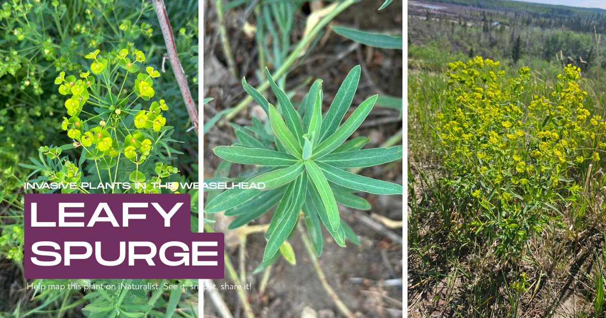 Weaselhead Society tweet media