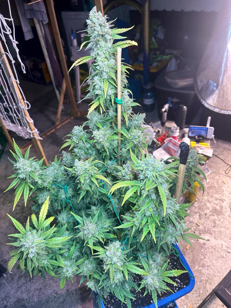 Zen Garden Weed tweet media