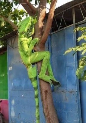 🫠 No sé qué da más pena ajena: ver al <a href="/TSECostaRica/">TSE Costa Rica</a> corriendo a resolver estupideces contra la mandataria electa <a href="/laurapresi2026/">Laura Fernández Delgado</a> (mientras la denuncia contra la nepoinepta <a href="/ClaudiaDobles/">Claudia Dobles Camargo</a> por presunto uso de recursos estatales en su campaña no avanza) o ver al <a href="/FrenteAmplio/">Frente Amplio - Costa Rica 🇨🇷</a> más