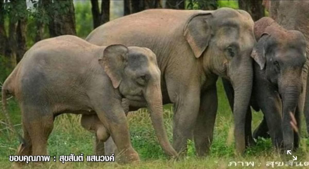🐘📍น้องชูใจ" คือ 
ลูกช้างพัง ช้างป่าที่เป็นสัญลักษณ์ของความแข็งแกร่งและการต่อสู้ดิ้นรนในผืนป่า ในเขตรักษาพันธุ์สัตว์ป่าเขาอ่างฤๅไนจ.ฉะเชิงเทรา ความพิการเกิดจากการที่น้องไปเหยียบ บ่วงดักสัตว์ ตั้งแต่ยังเล็ก 

#น้องชูใจ🐘📍
Cr:ภาพ สุขสันต์แสนวงศ์
#คนรักช้างป่า🐘🦣🌳 
GolfyTT ☕️