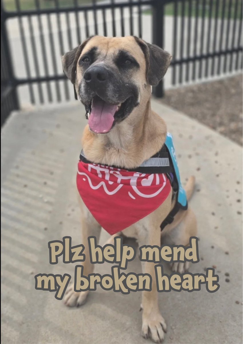 🆘LEO selfishly dumped like he meant NOTHING🤬
After 6yrs his owner didn’t want him🤬
Mastiff LEO #A326015 thrown into a nightmare, facing ☠️☠️
Betrayed &amp; Confused💔
No wonder, he growled terrified, in playgroup
Anxious boy who’s sweet, loving &amp; friendly
Plz help LEO