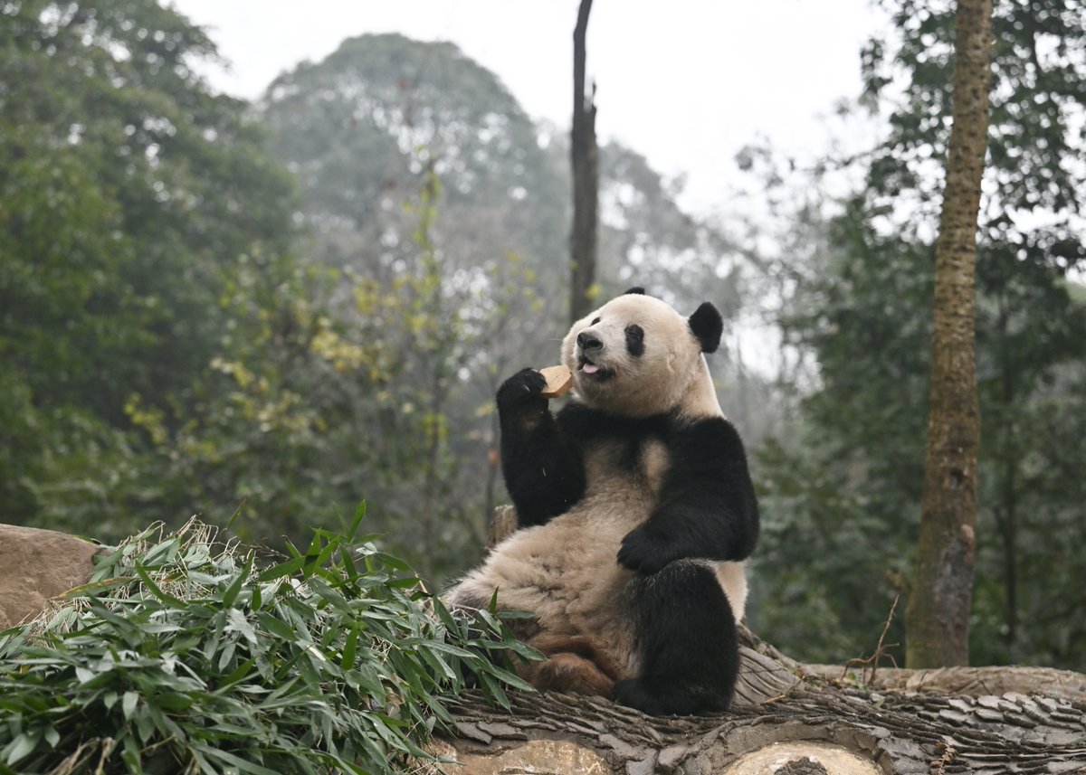 早上好☺️
鳥の鳴き声を聞きながら朝ごはん🍞 #香香公主
2025.12  雅安碧峰峡基地