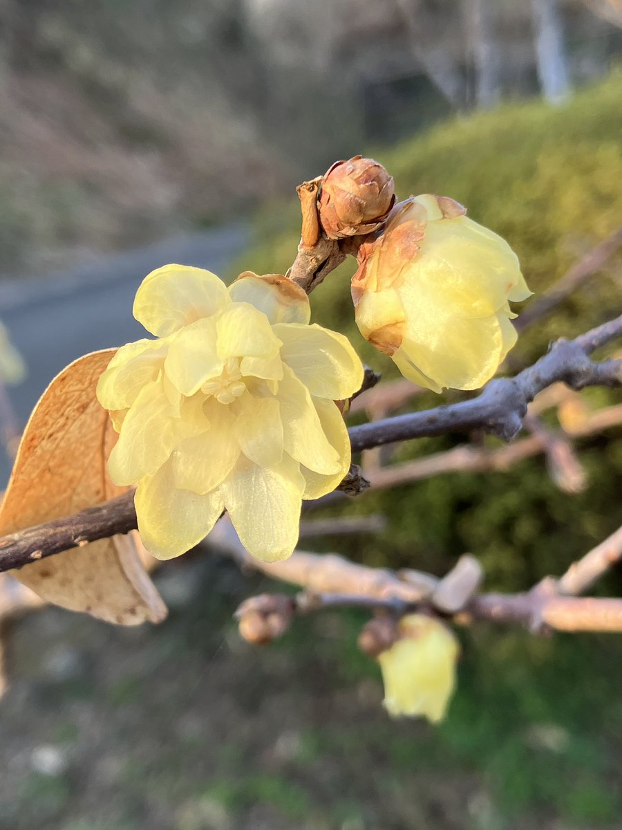 おはようございます。
3月の営業日は投稿の通りです。

梅や節分草が楽しい季節ですね。

写真は青梅市「梅の公園」で撮影しました。

現在「梅まつり」開催中です🙌