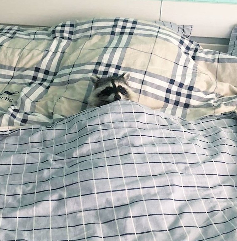 raccoonhourly's tweet photo. https://t.co/SD31IDhzB2