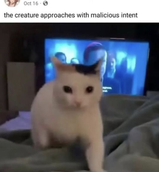 Cat TikToks (@cattiktoks) on Twitter photo 