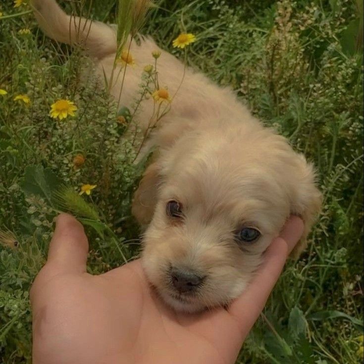 flower puppy tweet media