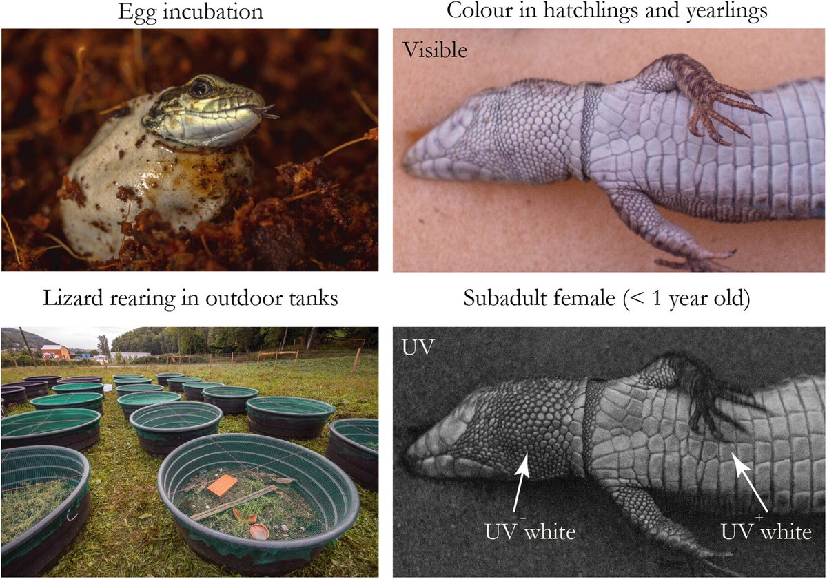 Journal of Experimental Zoology A tweet media