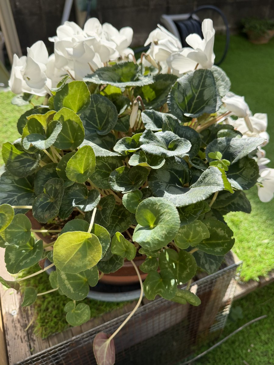 やっと花が咲いたシクラメン🌿
反対側に蕾がない…