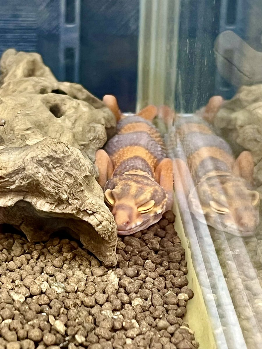 Suke Rep 神戸店 tweet media