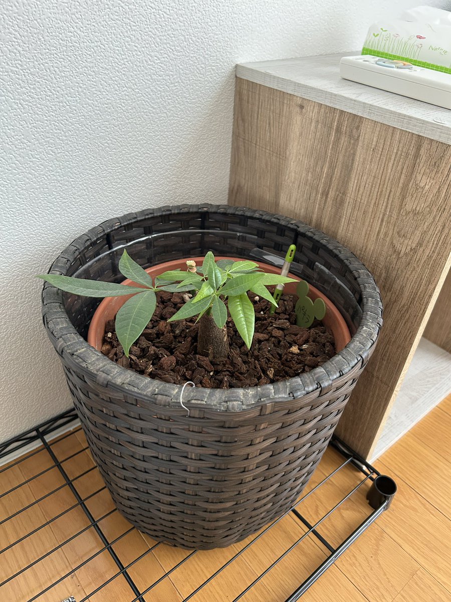 しずく🧡🌵@たにらー tweet media