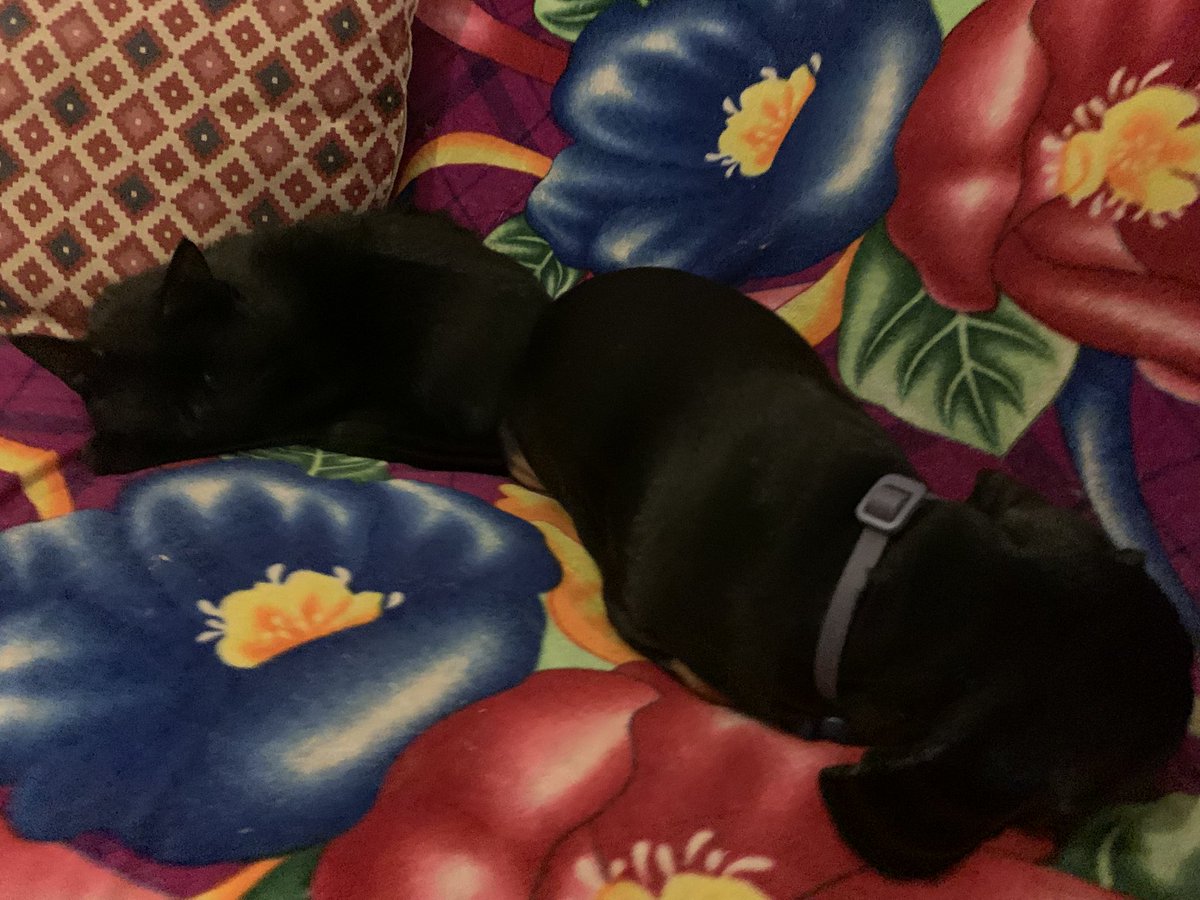 luan vinicius lovato tweet media