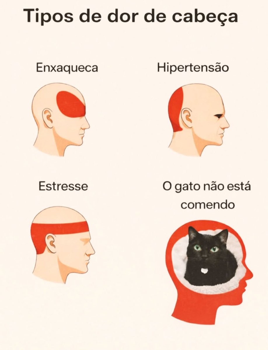 Todo Dia Gatinhos 🐾 tweet media