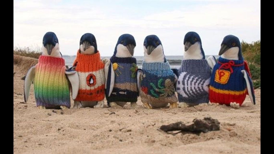 🔴 DATO | El hombre más anciano de Australia pasó sus últimos días tejiendo pequeñitos suéteres para pingüinos heridos.