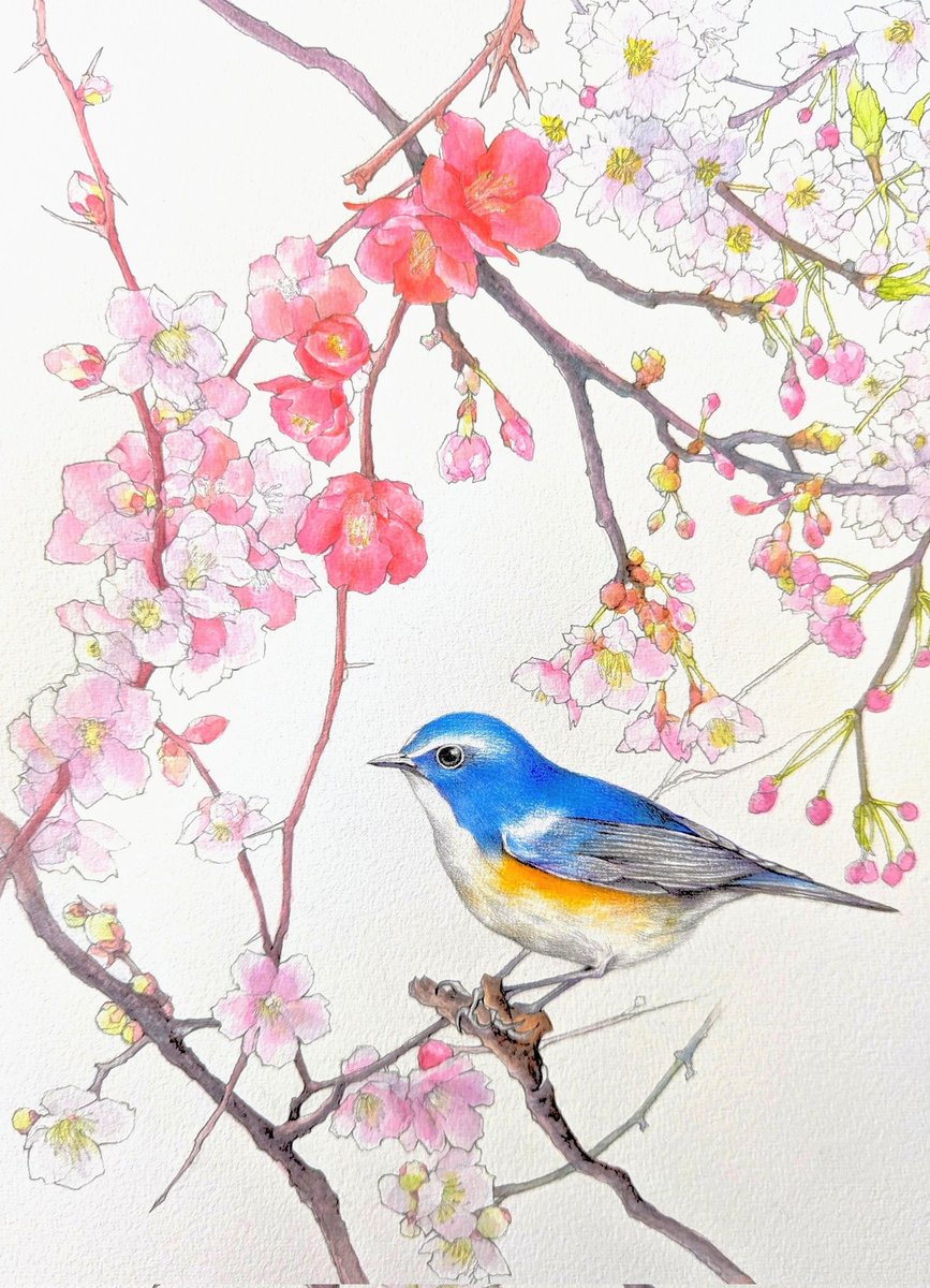 三月一日 今日は卒業式 幸せの青い鳥 梅、桃、桜に木瓜 美しき花々に