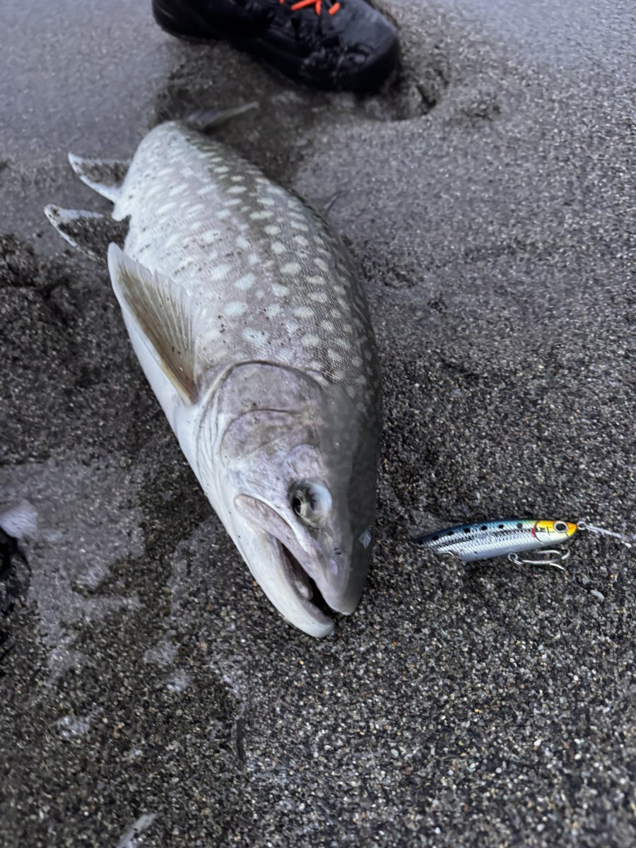 50ちょいでも十分楽しい引きです🙆‍♂️ いやーなかなかでかいのに