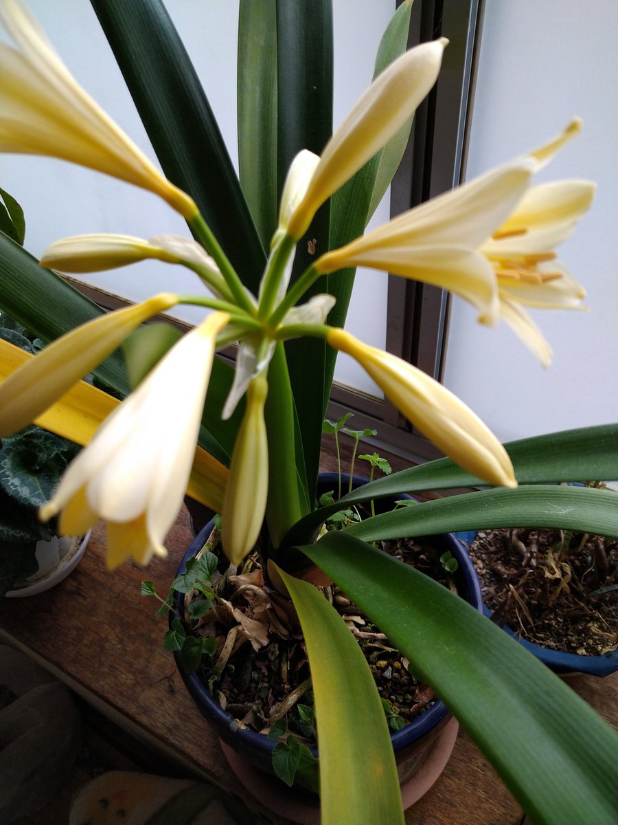 この黄花の君子蘭は、20年ぐらい前に針のような葉が2枚の苗を父と母