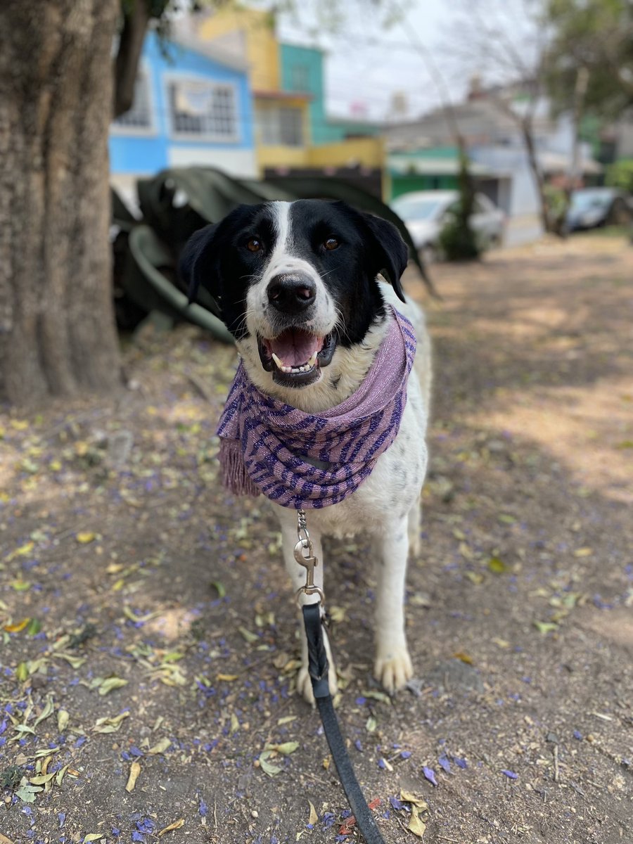 𝙷𝚎𝚕𝚊 𝙼𝚘𝚛𝚎 🐶 tweet media