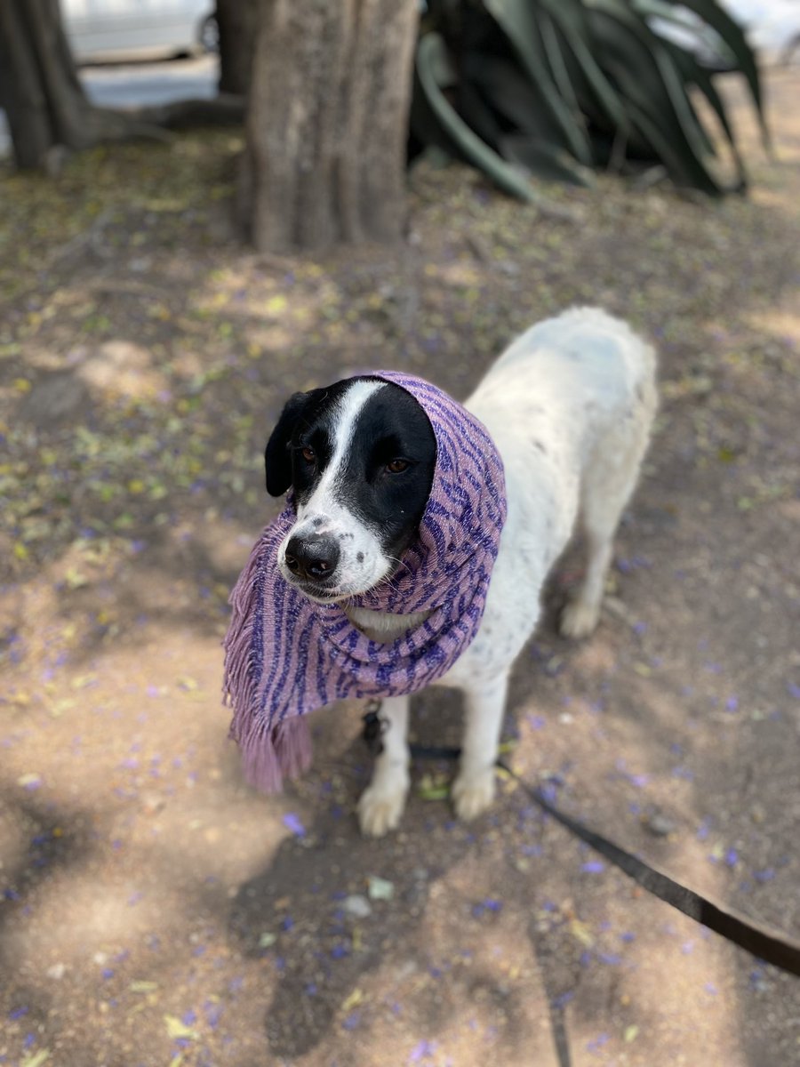 𝙷𝚎𝚕𝚊 𝙼𝚘𝚛𝚎 🐶 tweet media