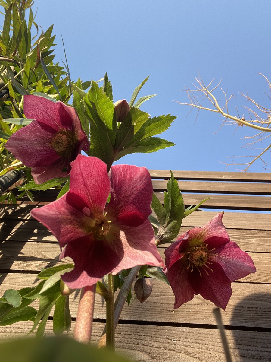 クリスマスローズのピンク。 白は花がらを摘まないとね。