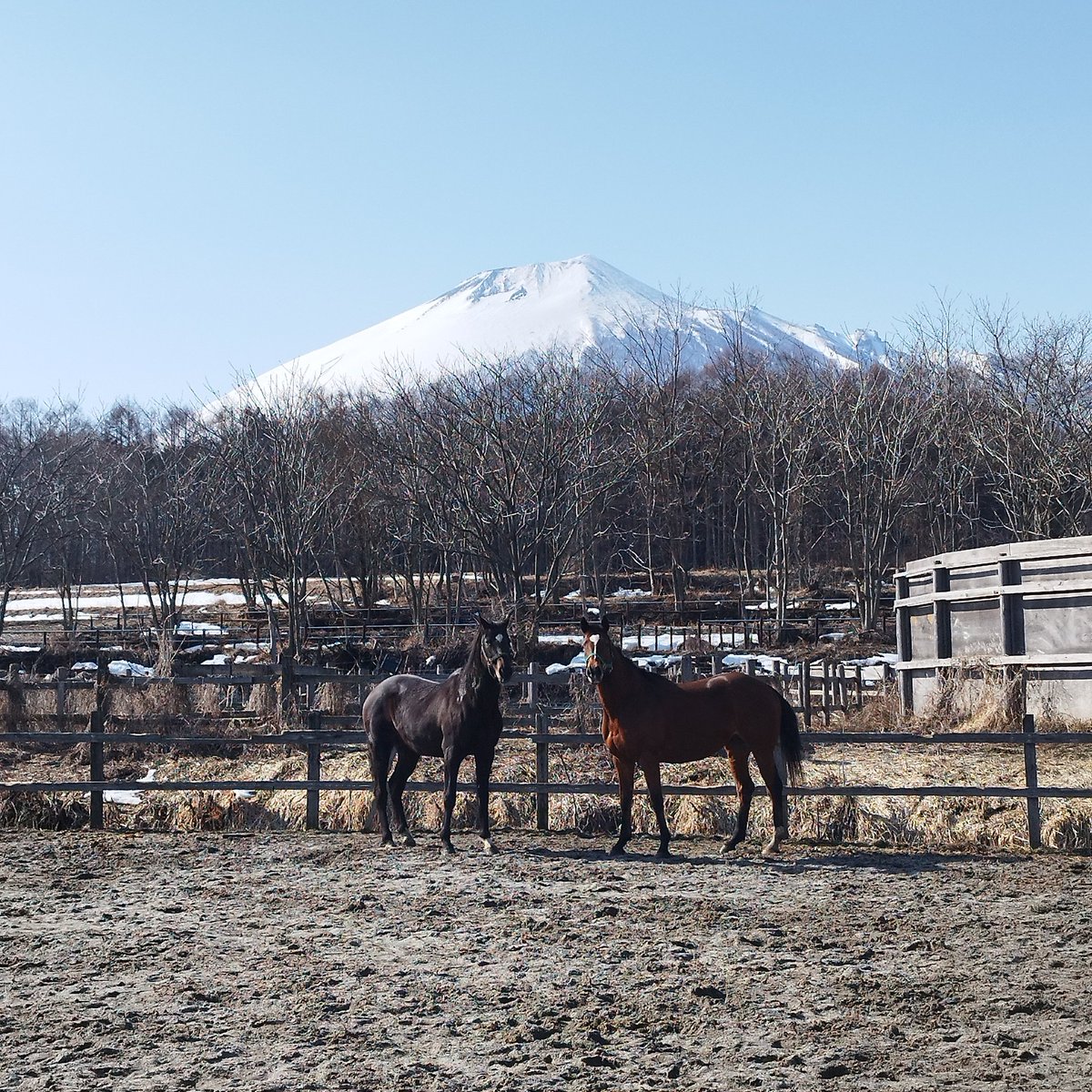 先週末のホースメッセでの景色とは大違いの八幡平

ようやく雪解けも進んで来ました！
ベルーフとベルモントセブン
実はゴロゴロして、泥んこさんです

#ジオファーム八幡平
#馬のいる暮らし
#八幡平