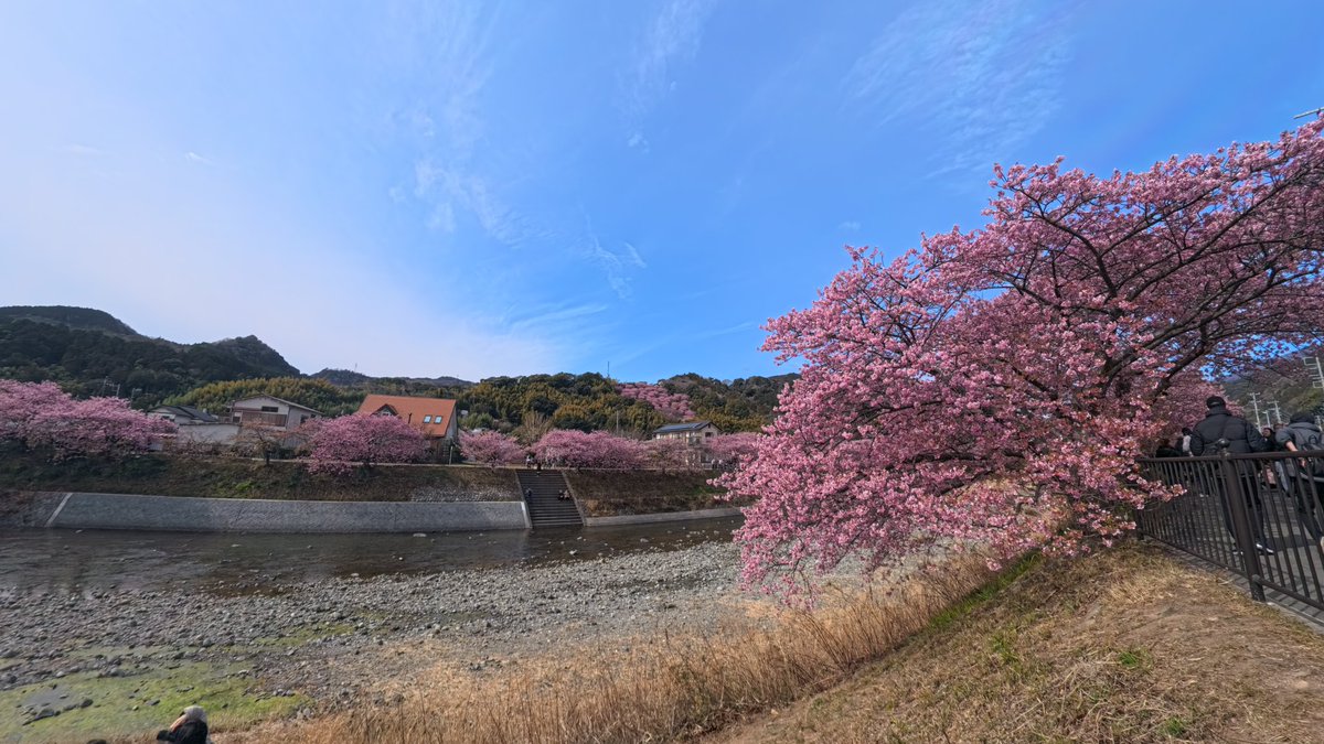 art02935's tweet photo. 🌸#静岡 https://t.co/p7zX1Yjtdw