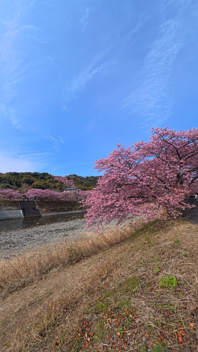 art02935's tweet photo. 🌸#静岡 https://t.co/p7zX1Yjtdw