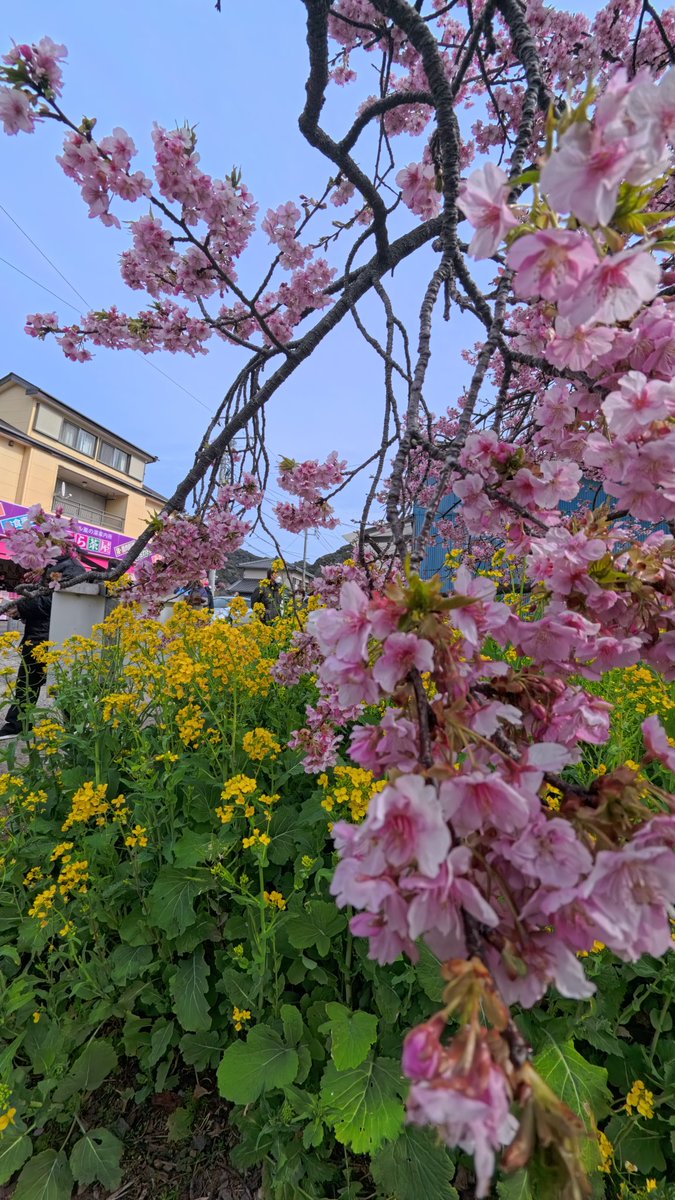 art02935's tweet photo. 🌸#静岡 https://t.co/p7zX1Yjtdw