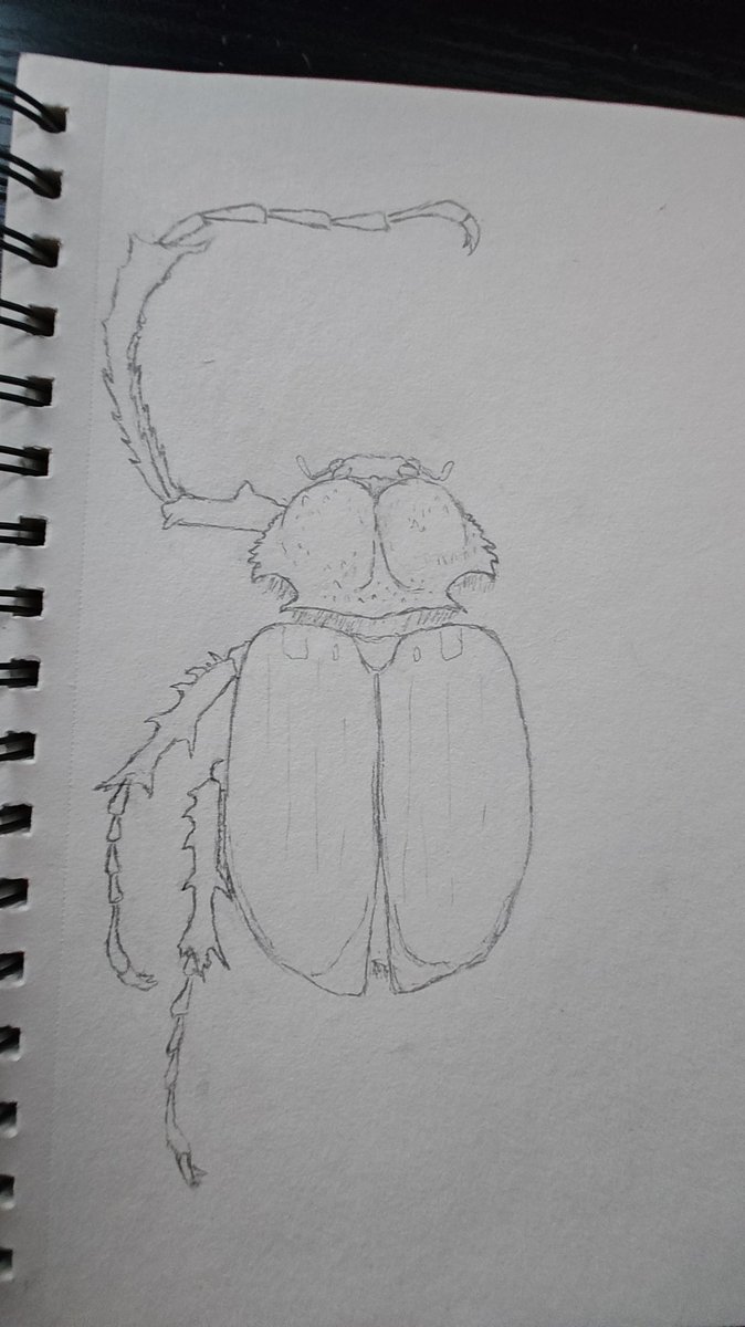 InsectArchive's tweet photo. I love Euchirinae beetles so much!! https://t.co/EP8Jf31i0J