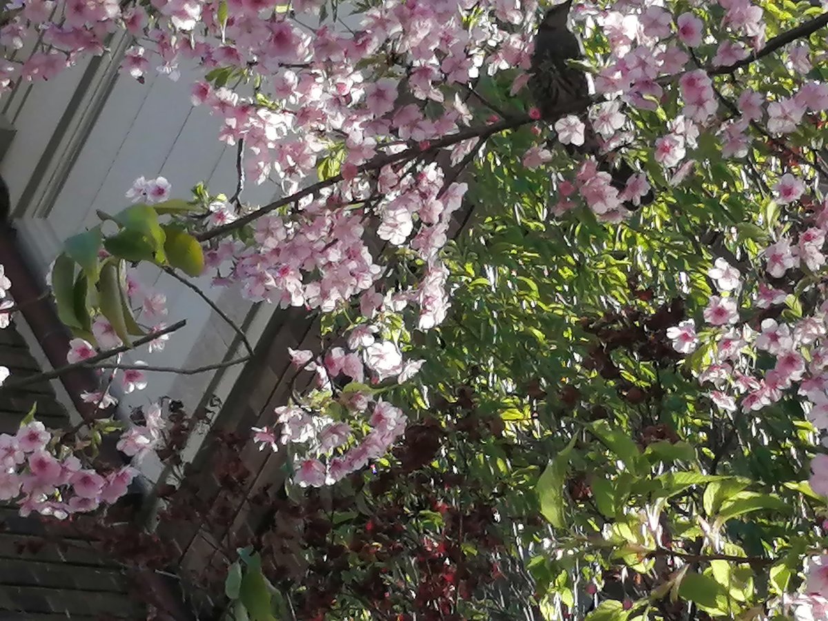 TARUHI◆5/6東7R41a😙黒猫邁進 tweet media