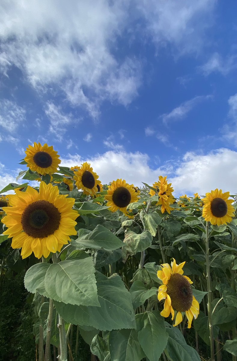 everaeathing's tweet photo. From the drafts: A year ago, went to this beautiful flower farm in Atok, Benguet 🌸 https://t.co/tM286M1szu