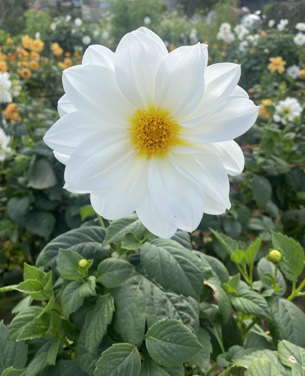 everaeathing's tweet photo. From the drafts: A year ago, went to this beautiful flower farm in Atok, Benguet 🌸 https://t.co/tM286M1szu