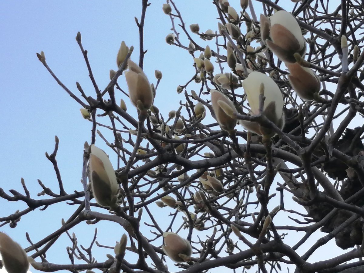 TARUHI◆5/6東7R41a😙黒猫邁進 tweet media