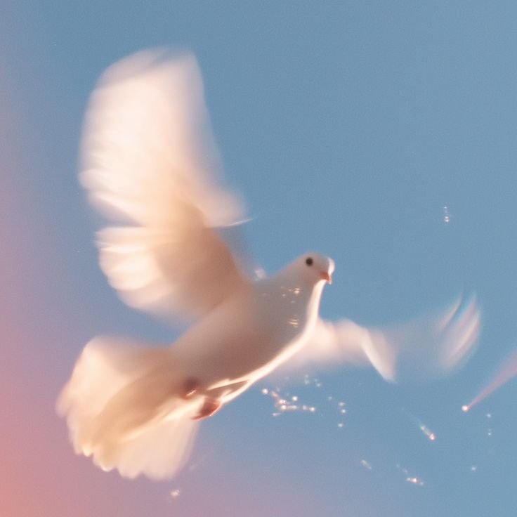The White Dove is a rare bird which carries hope on its wings.

It symbolizes peace, purity, and true love.

its gentle nature reflects harmony appearing in moments of deep reconciliation.

The White Dove reminds us that love and peace are fragile gifts that must be protected