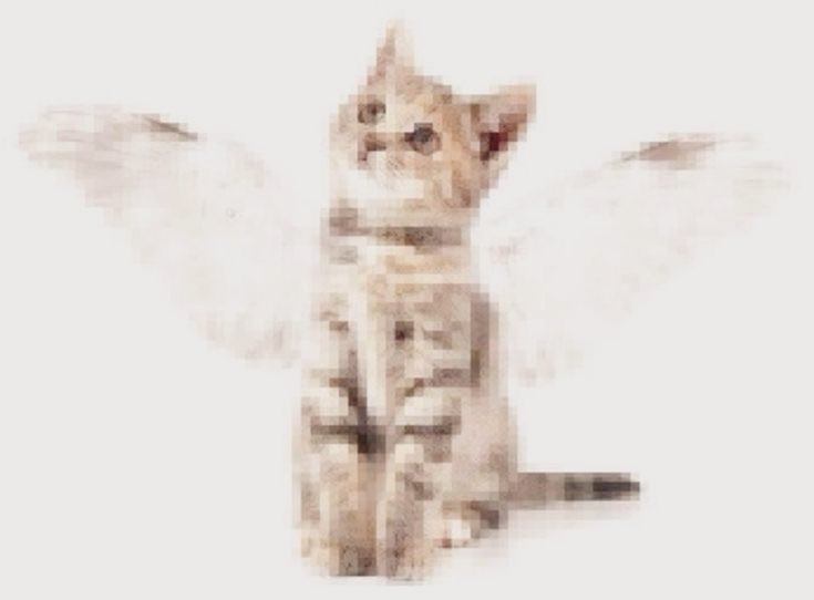 ♪ヾ(＞ω＜)ゞ tweet media