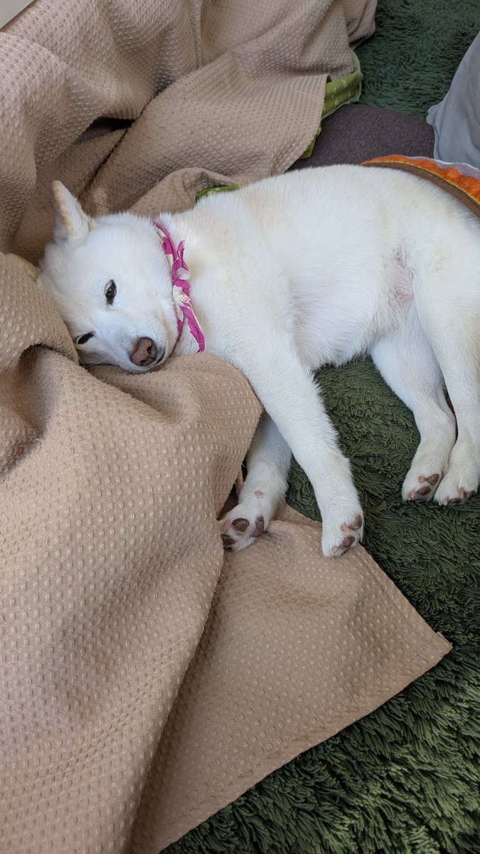 zukindogs7's tweet photo. 寝姿が可愛い🩷と思い 写真撮ってたら 「ふん！ 」と言って後ろ向かれた😆

 #柴犬のいる暮らし
 #柴犬
 #白柴
 #元保護犬 https://t.co/EbQ6nBOfn2